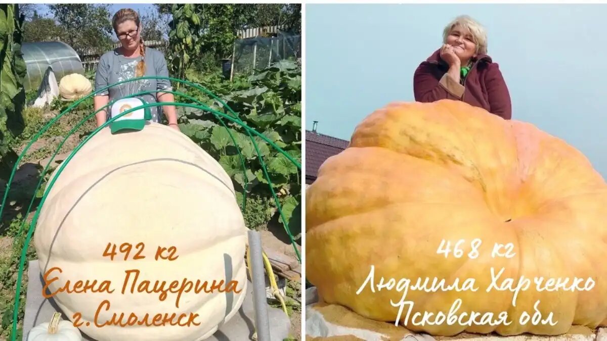  Фото:страница конкурса ТыквыБатл - АгроРекорд 2024 в VK
В России подвели итоги конкурса гигантских тыкв