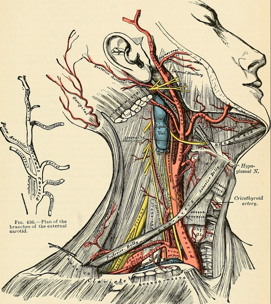 Художники показывают то, чего нельзя увидеть. Генри Грей, Энтони Эдвард Спицка