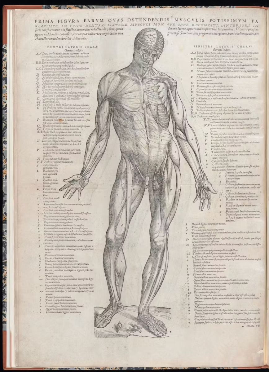 Это страница из книги Андреаса Везалия «Краткое изложение книг о строении человеческого тела». Андреас Везалий