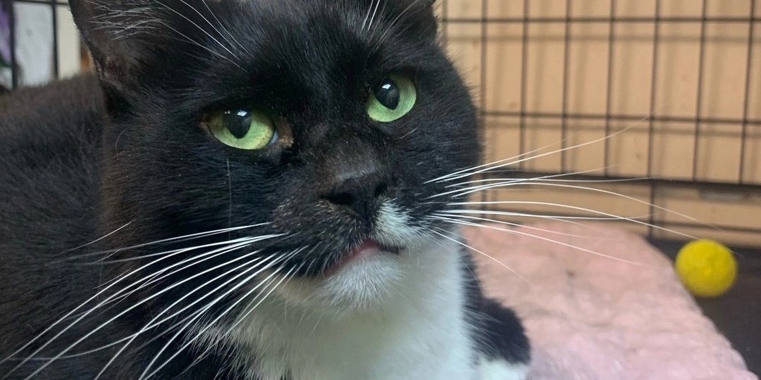 Бублик снова в приюте...