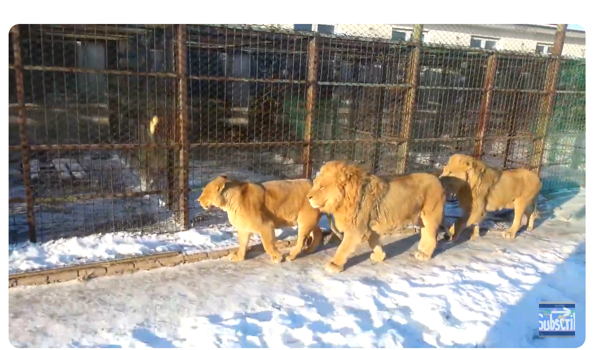 скриншот видео на ютьюб-канале Suresh Sethi