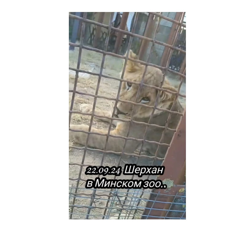 Лев Шерхан в Минском зоопарке 22.09.2024, скриншот видео с ютьюб-канала "Кошкин дом"