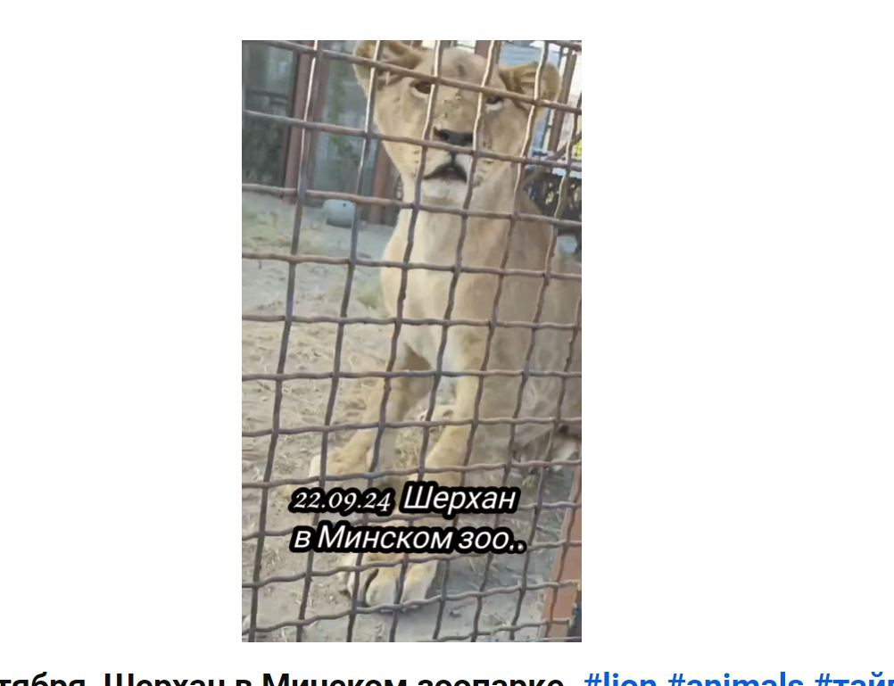Лев Шерхан в Минском зоопарке 22.09.2024, скриншот видео с ютьюб-канала "Кошкин дом"