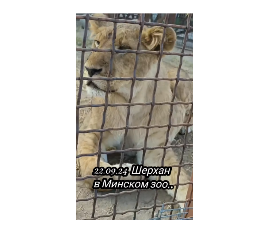 Лев Шерхан в Минском зоопарке 22.09.2024, скриншот видео с ютьюб-канала "Кошкин дом"