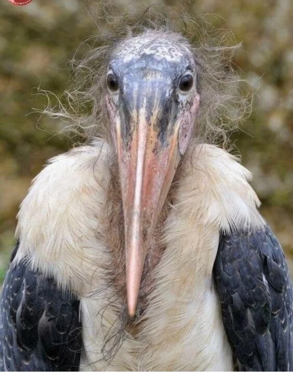 Аист, друг сантехника Иванова. Фото из открытых источников.