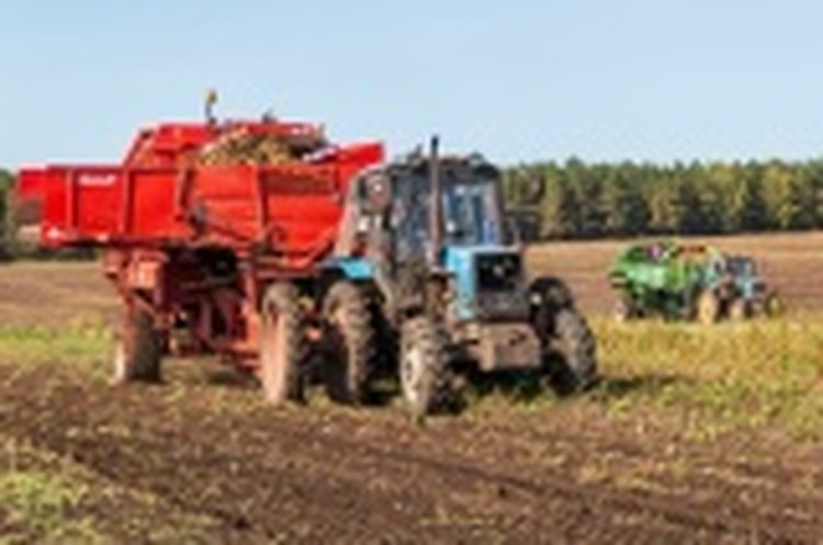    Картофелеводы Иркутской области завершили уборочную кампанию 2024: итоги
