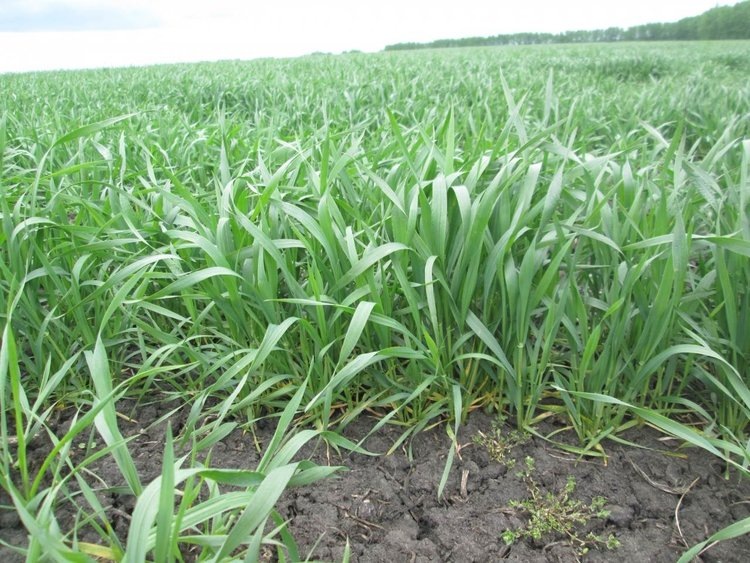    В «Русмолко» площадь под озимыми для урожая 2025 превышает 10 тысяч га