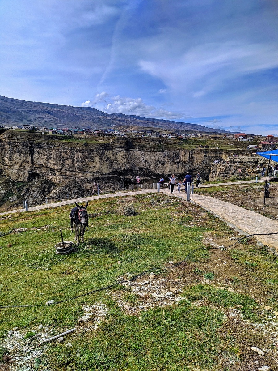 Вот такого чудесного ослика можно здесь погладить. 