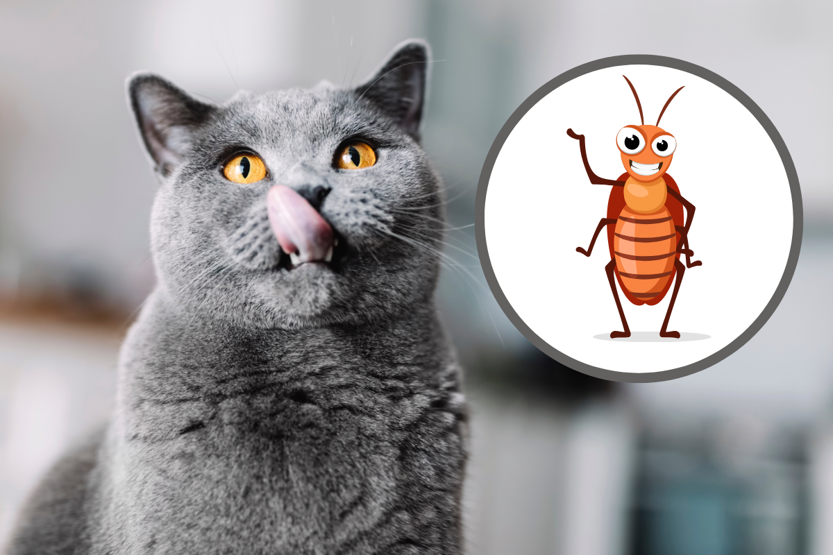 Едят ли кошки тараканов