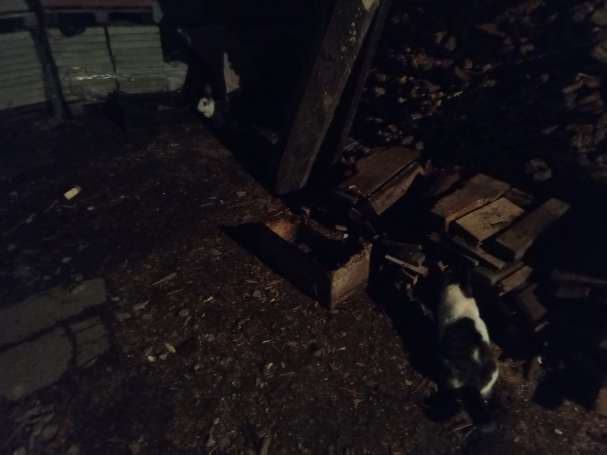 Марта  зашла в игру Марта- кошка, ей 14- 15лет. Присоединилась к общей беготне. Стало труднее, теперь их двое. Марта еще и под ногами путается