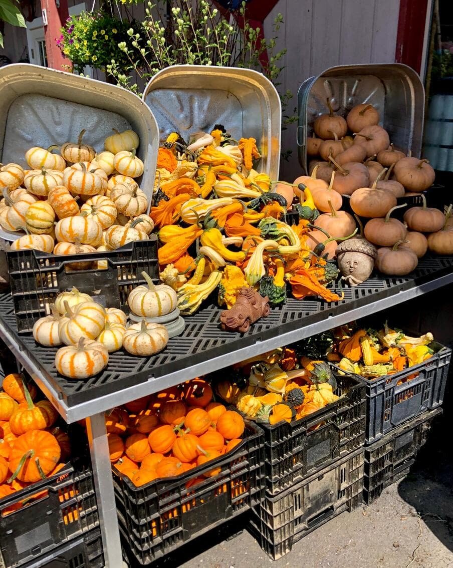    Тыква разнообразит ваше меню. Studioktb / Copyright (c) 2024 Studioktb/Shutterstock. No use without permission.