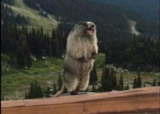 Суслик орёт