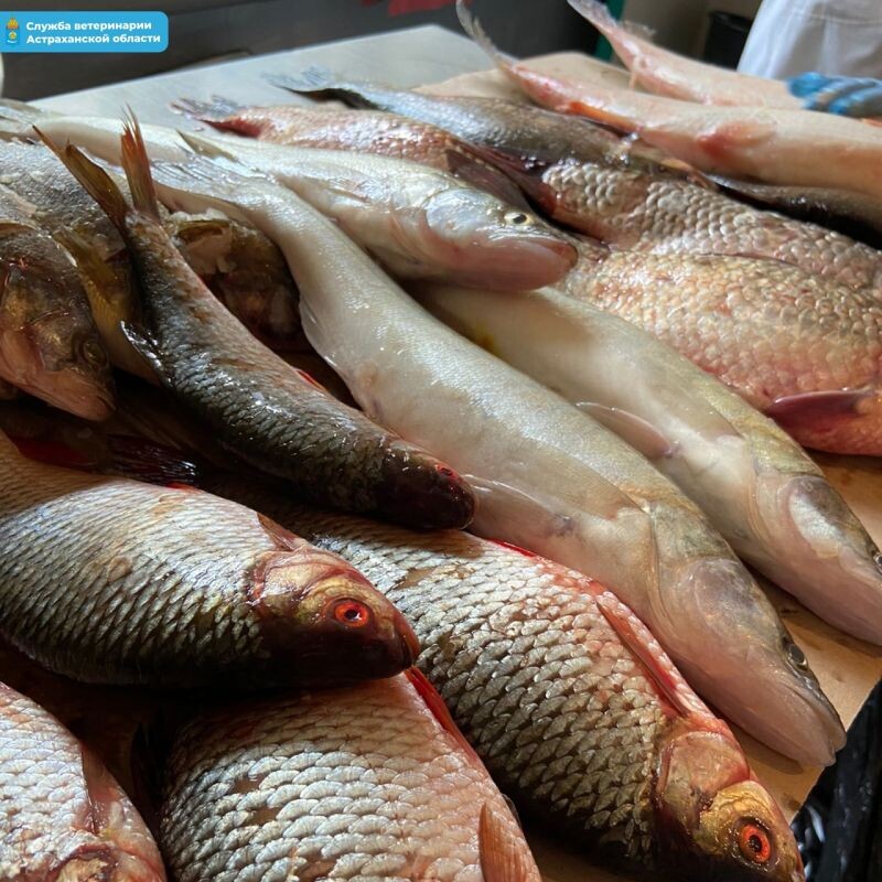 Фото: Служба ветеринарии Астраханской области 