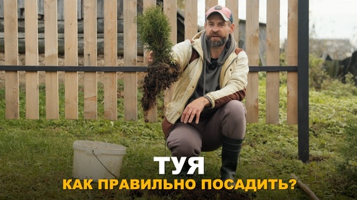 Вечнозелёная изгородь из туи: легко и просто. Особенности посадки туи в осенний период.