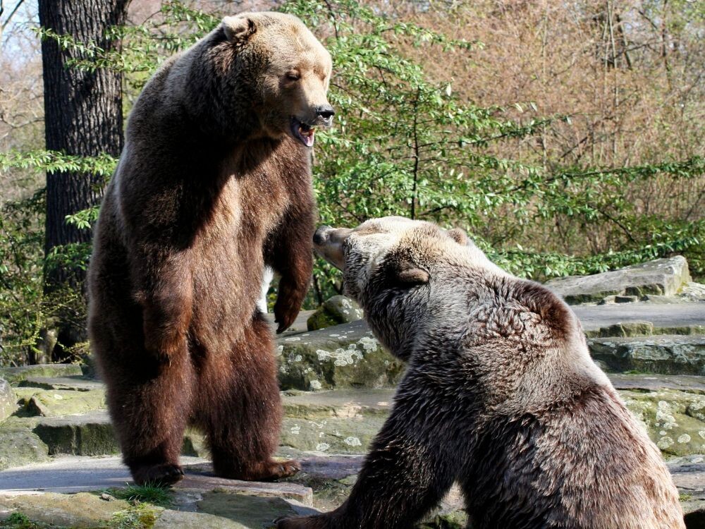 Сколько сегодня медведей в России? 