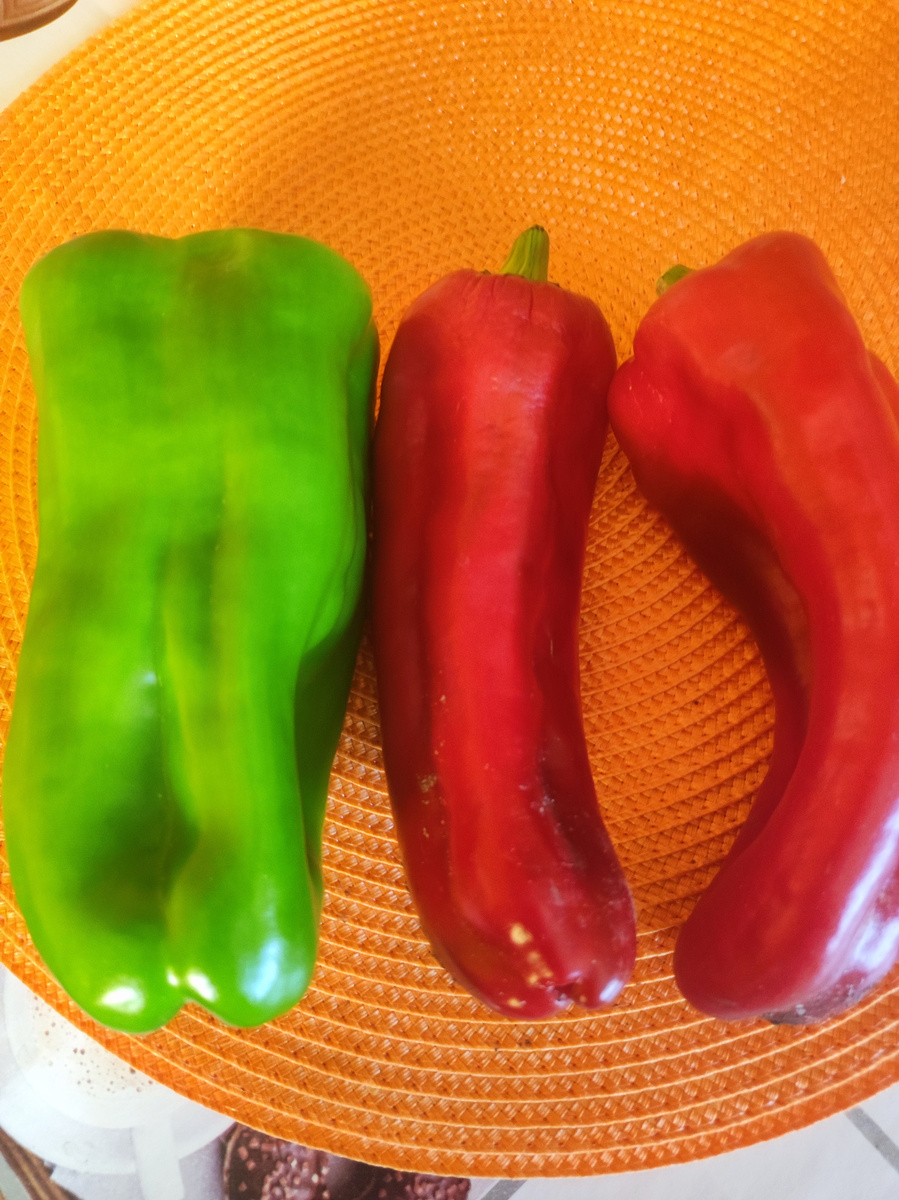 Фото автора, перец сладкий сорта Атлант, август 2023 года