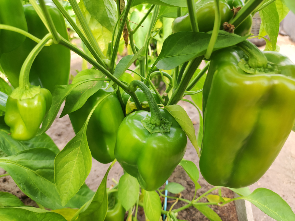 Фото автора, перец сладкий Атлант, начало июля 2022 года