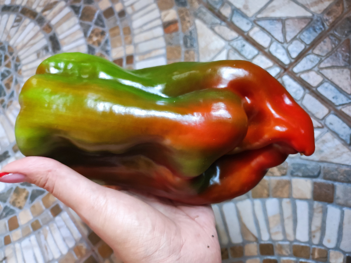 Фото автора, перец сладкий Атлант, сентябрь 2023 года