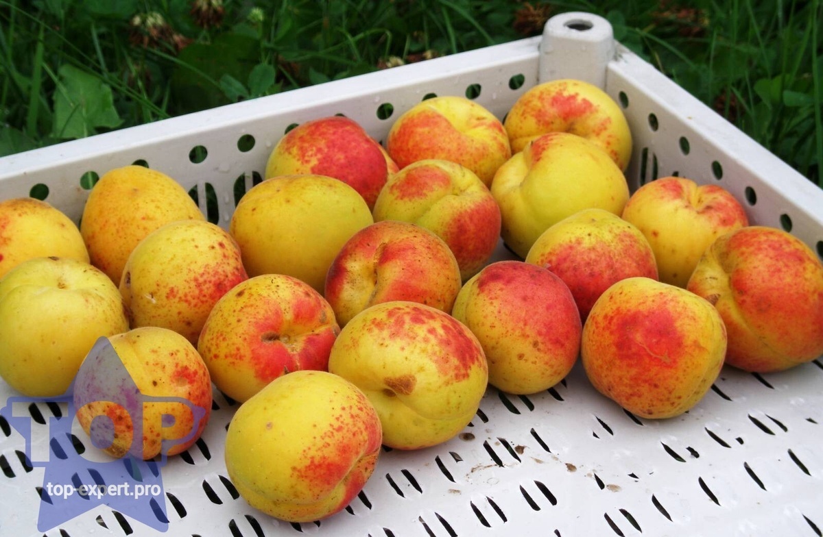 Хабаровский