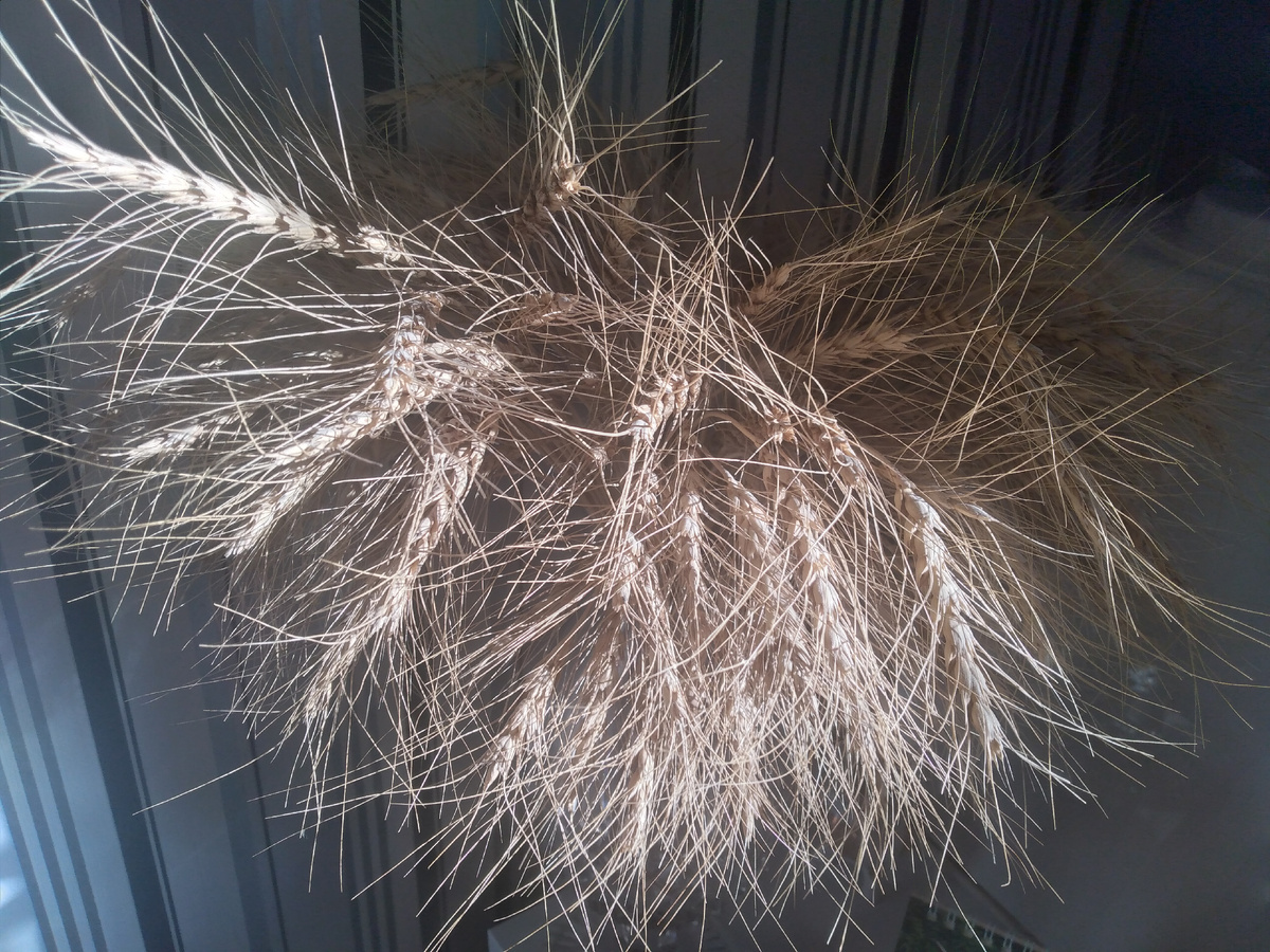 Фото: Царьград/Ростов-на-Дону