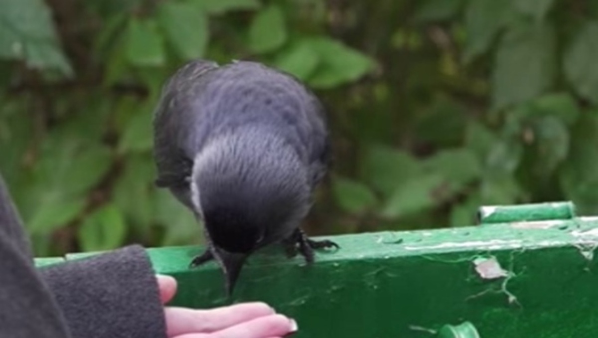    В Курске жители дома на улице Малышева приручили галчонка