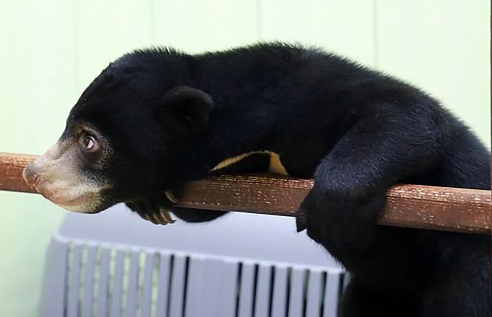    Фото: архив пресс-службы Дмитрий Евстратов