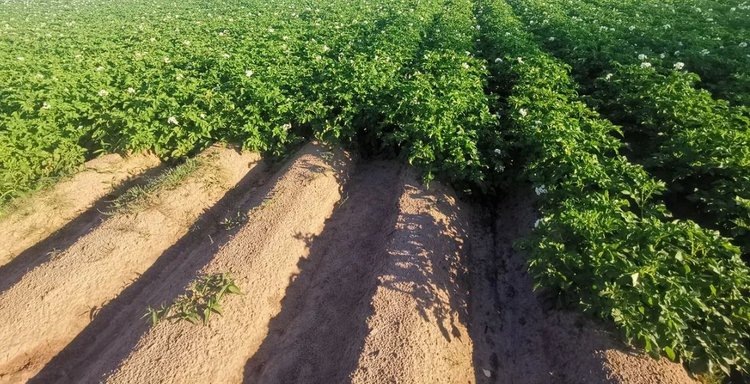    Картофельный робот агроном ищет опасный и коварный Y-вирус в поле