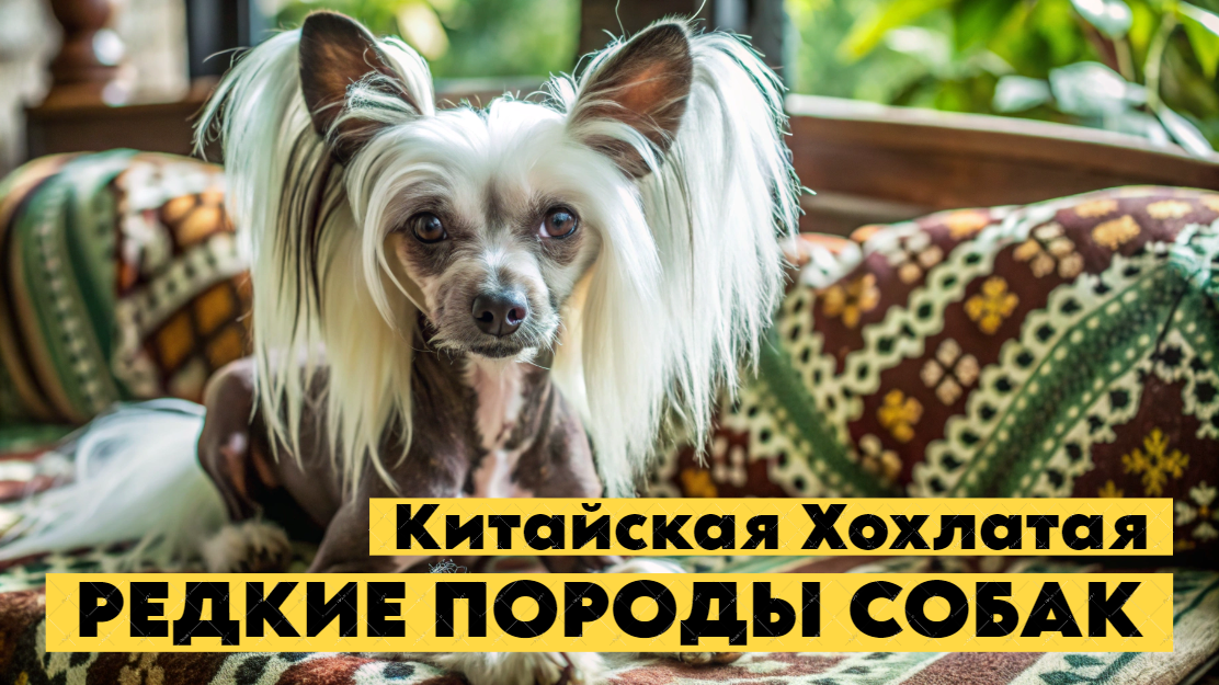 Китайская хохлатая собака: экзотическая жемчужина Поднебесной!
