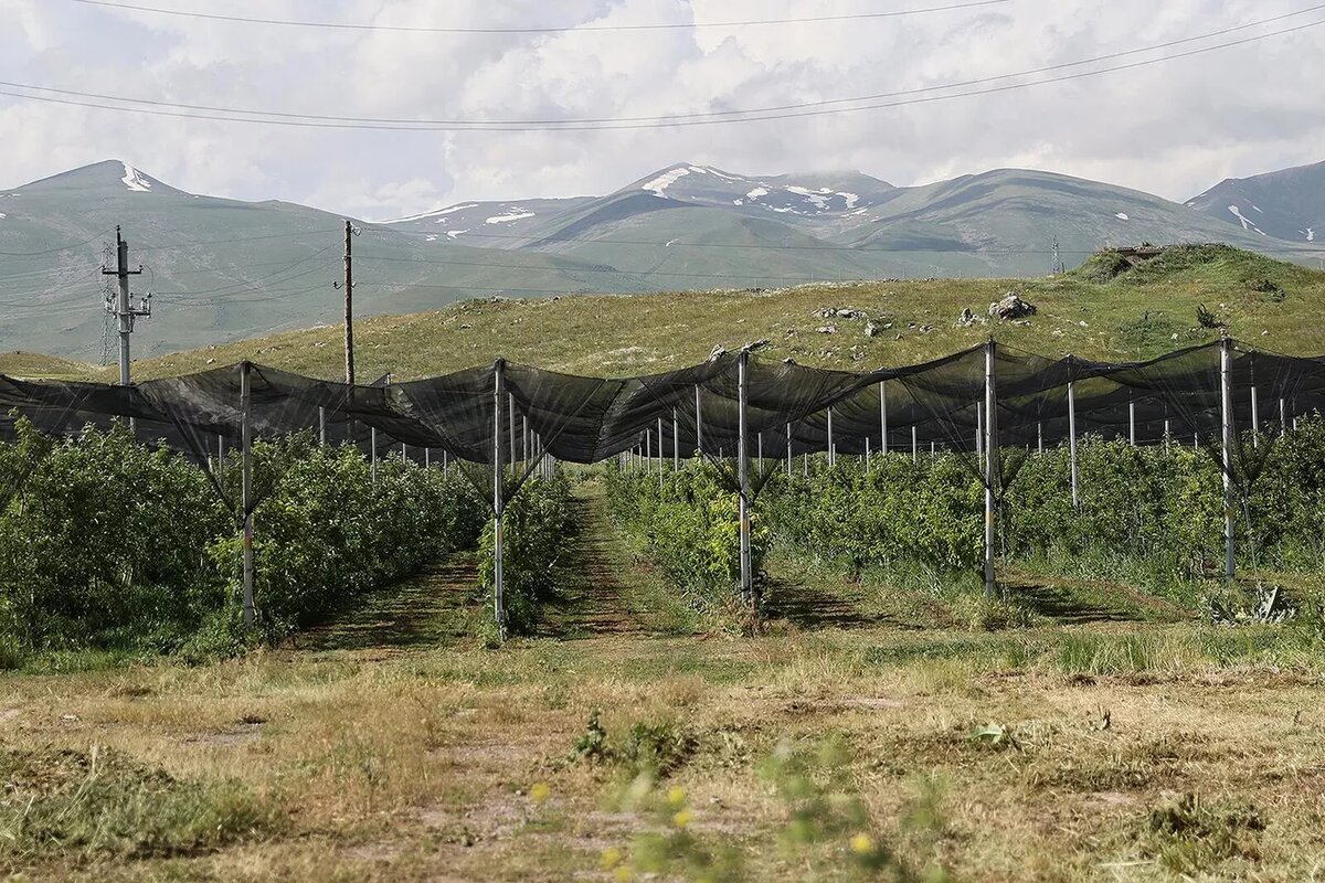 © Photo : official site of the Prime Minister of RA