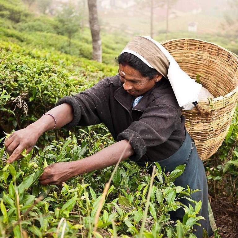Цейлон ОР. Черный цейлонский чай плантаций Шри-Ланка, крупнолистовой