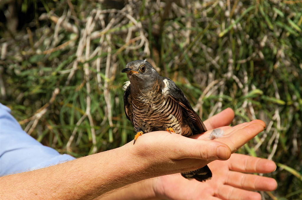 Глухая кукушка в Австралии - одном из мест зимовок. Фото rogstanden