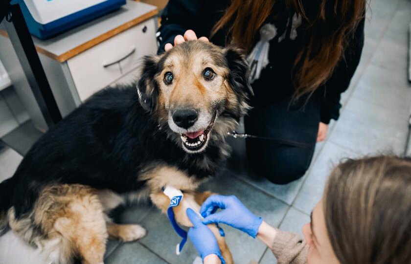 Вместе спасаем животных в приюте «Мокрый нос»