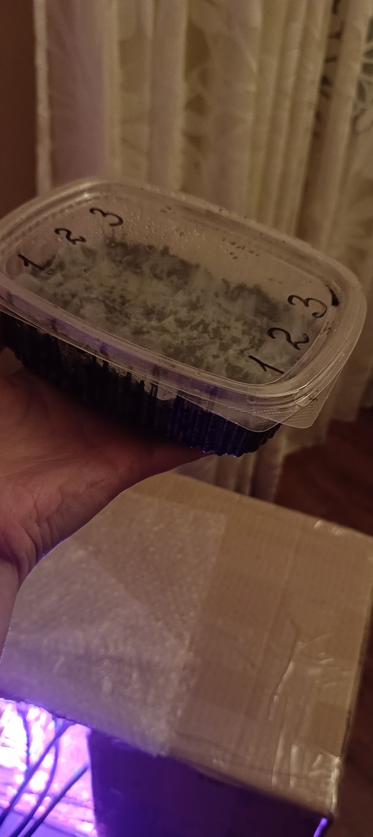 Контейнер в котором посеяны бегонии от Гавриш. 