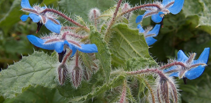 Бораго природное средство для омоложения кожи и волос
