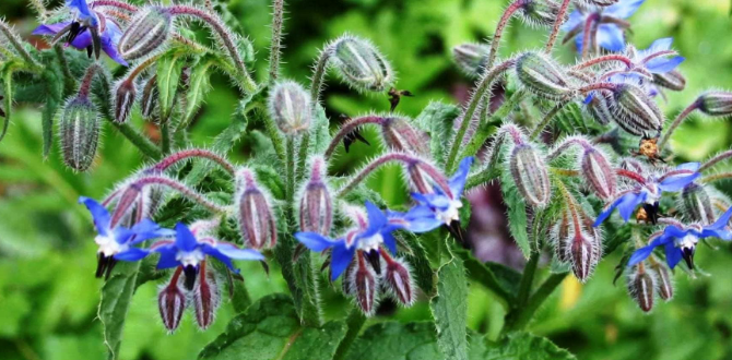 Бораго: травяной источник вечной юности