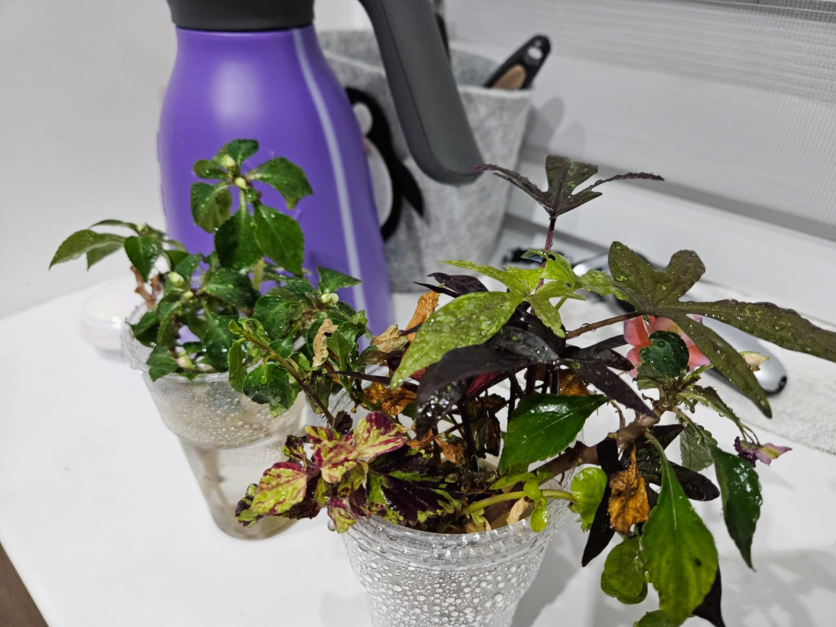 Обрабатывать надо всё, что приносим в дом, а черенки садовых растений - в первую очередь