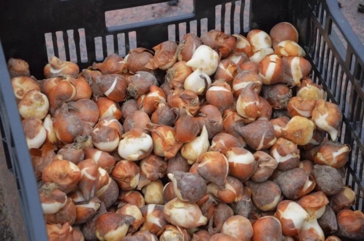    В Твери высадят порядка 76 тысяч луковиц тюльпанов