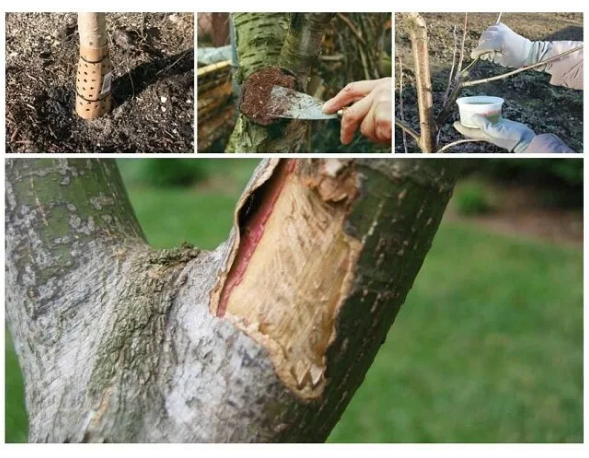 Как можно спасти деревья. Как можно спасти деревья. Обгрызли ствол яблони. Как можно спасти деревья. Дерево покупательских решений.