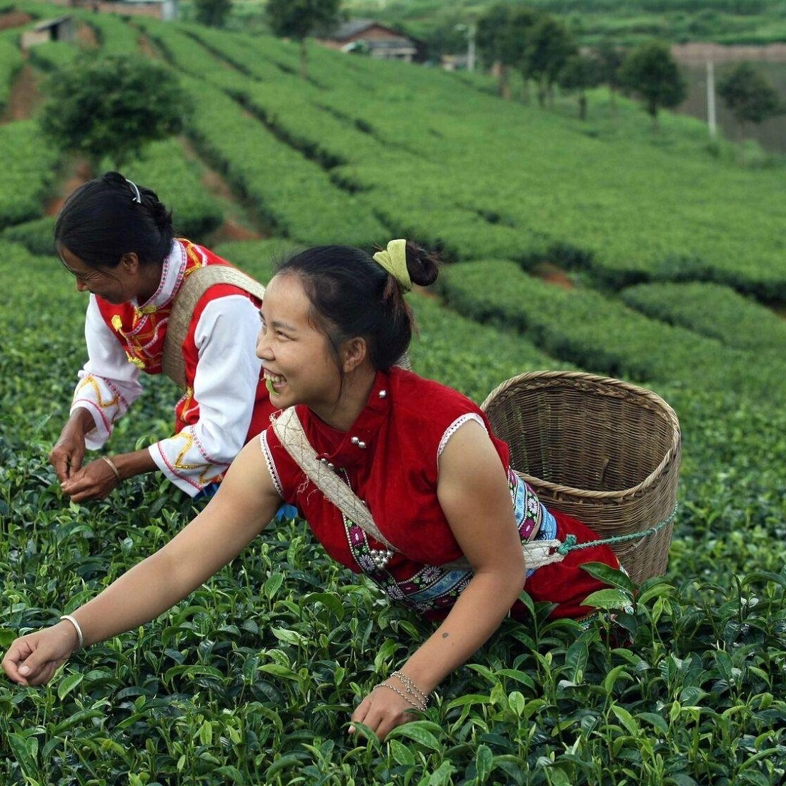 Мини То Ча (Маленькая Чаша) Нежная. Прессованный пуэр Шу в форме квадратика. Провинция Юньнань