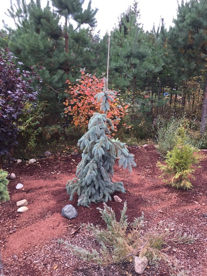 2019 Picea pungens The Blues.