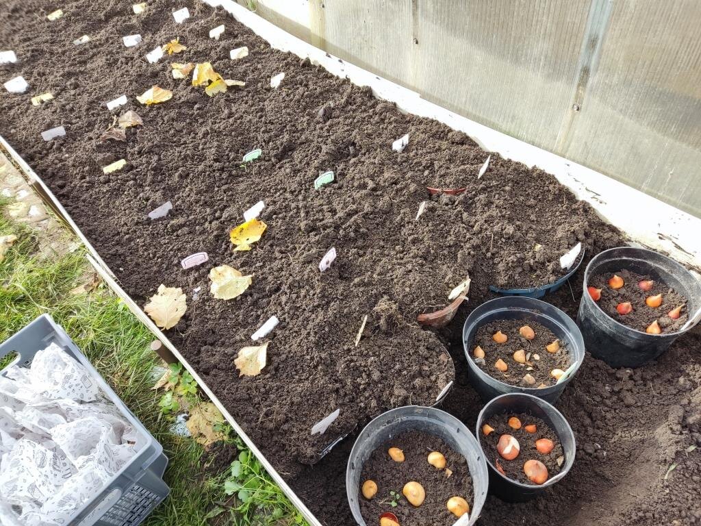 Горшки и корзины использую не от мышей. А чтобы не перепутать сорта