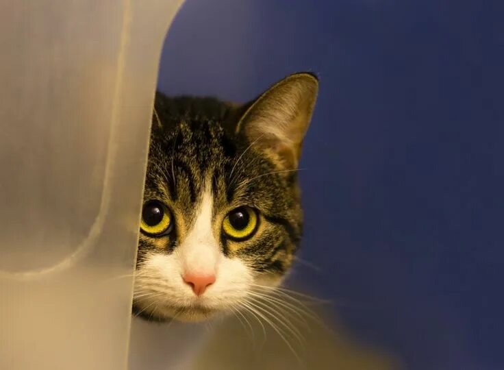 Фото из Интернета.