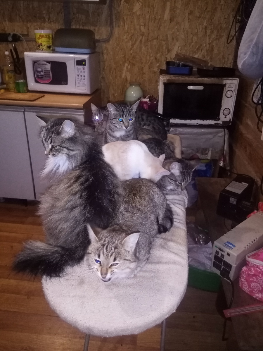 Фото автора. Это еще не вся банда