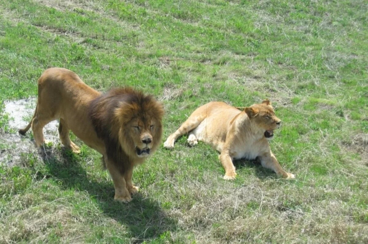    Львов, растерзавших кипера «Тайгана» в Крыму, не выпустят в саванну