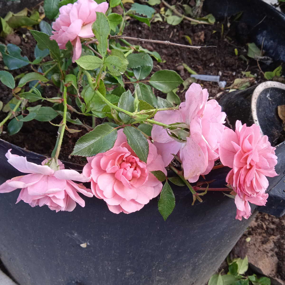 прощальный привет от Боники