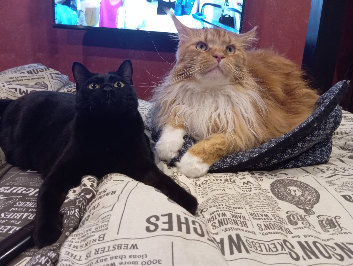 Мейн кун Степа и кот Тихон