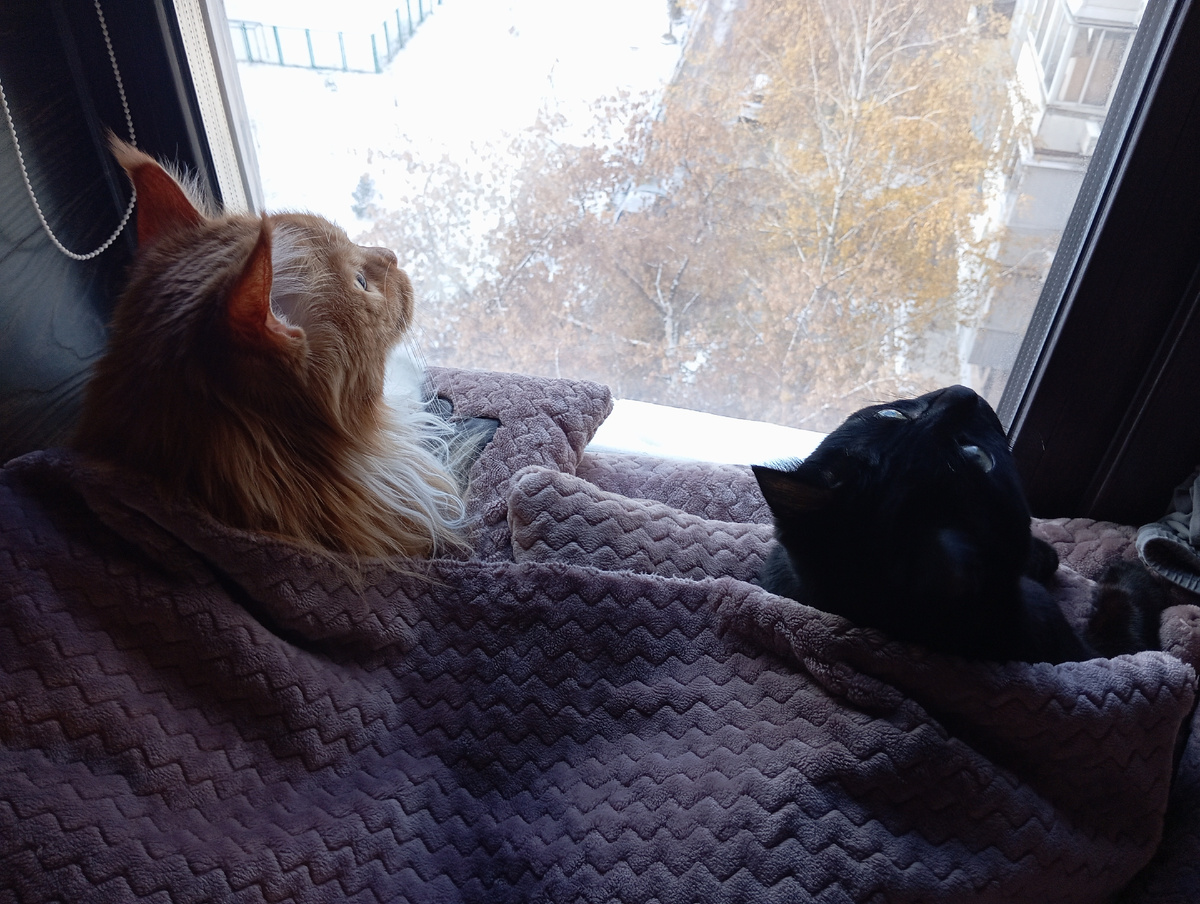 Мейн кун Степа и кот Тихон