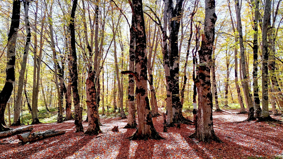 © Sputnik / STRINGER