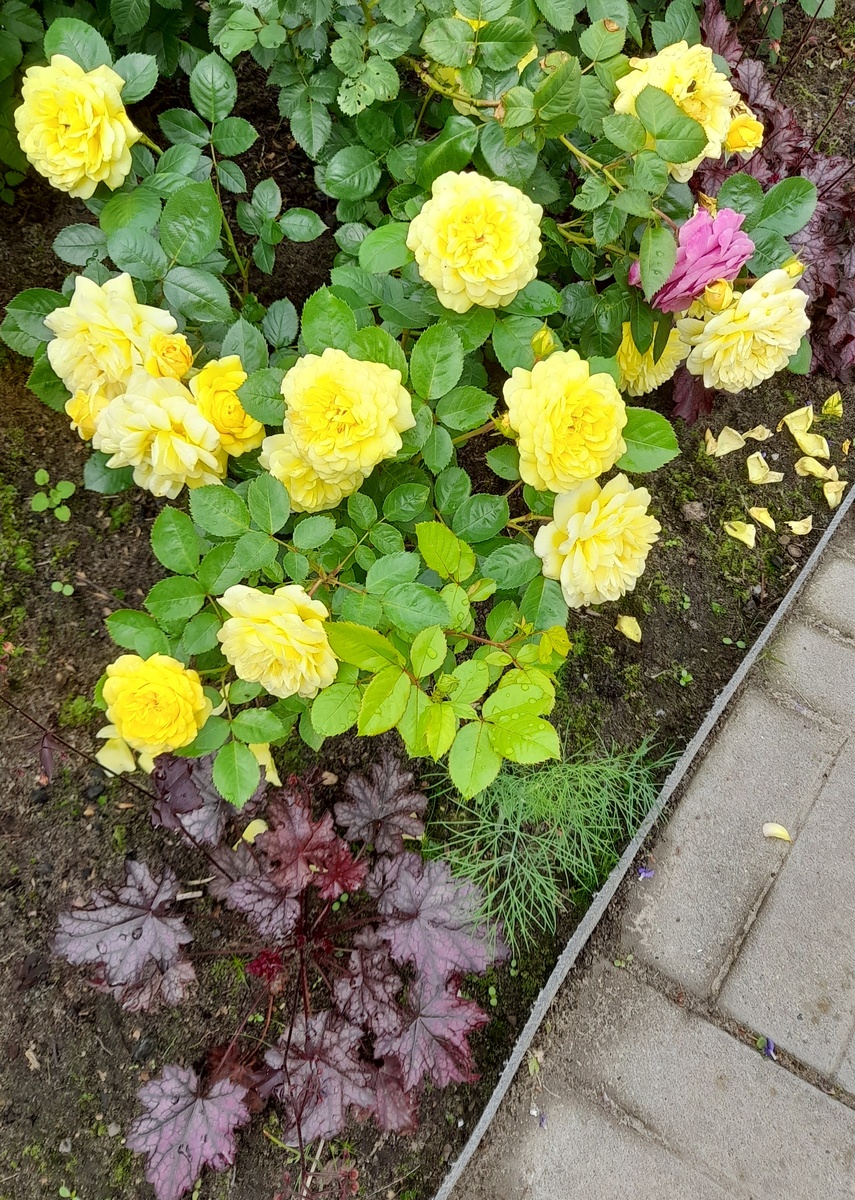 Ани Дюперей 