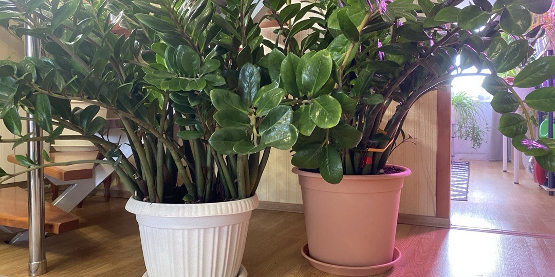 Подкормки для замиокулькаса